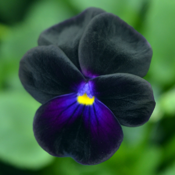 Victorian Viola Prunella